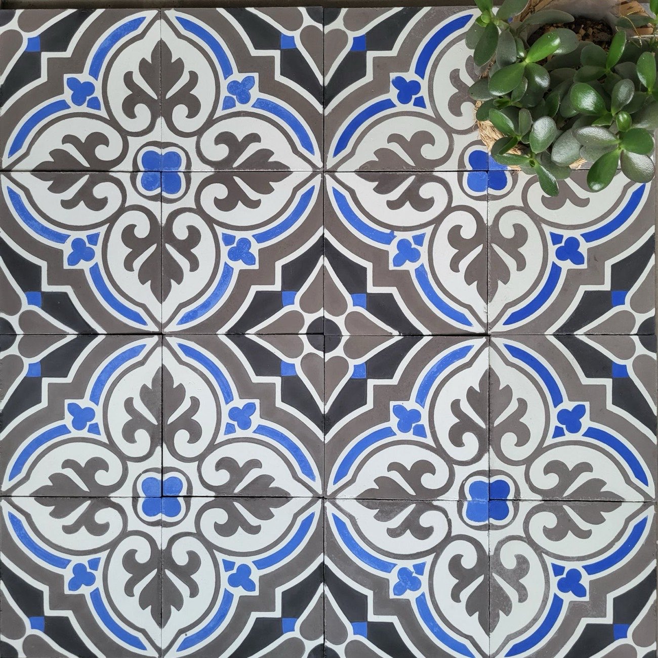 Carreaux de ciment à motif ornemental gris et bleu, avec une plante grasse posée dans un angle